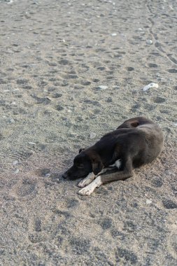 Kumsalda uyuyan sokak köpeği.