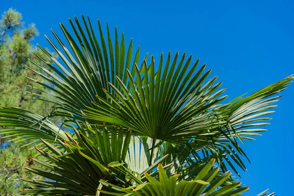 green palm leaves on blue sky background