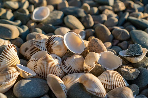 Conchiglie Sulla Spiaggia Litorale — Foto Stock