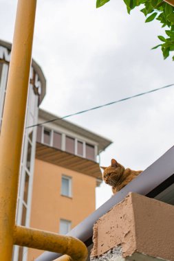 Kızıl kedi çatıda yatıyor.
