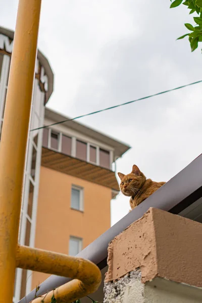 Ginger Cat Lies Roof — Stock Photo, Image