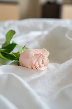 Pembe gül beyaz bir çarşafta yatıyor.