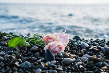 Pembe gül ıslak taşlarda yatıyor.
