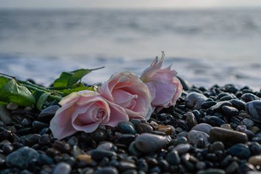 Pembe gül ıslak taşlarda yatıyor.