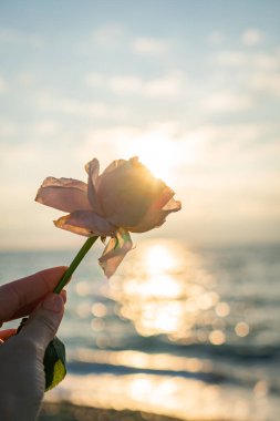 Gün batımında elinde pembe bir gül
