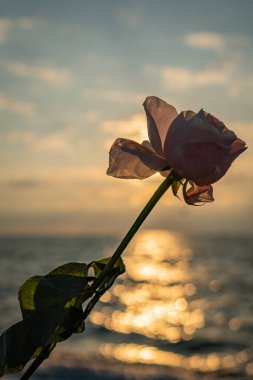 Gün batımında elinde pembe bir gül