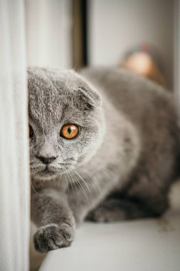 Kedi yavrusu İngiliz kısa hava grisi pencerenin yanında oturuyor