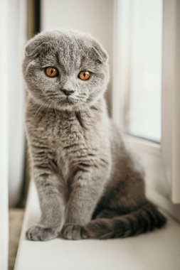 Kedi yavrusu İngiliz kısa hava grisi pencerenin yanında oturuyor