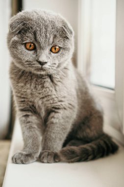 Kedi yavrusu İngiliz kısa hava grisi pencerenin yanında oturuyor