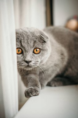 Kedi yavrusu İngiliz kısa hava grisi pencerenin yanında oturuyor