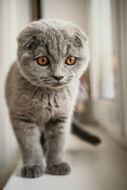 Kedi yavrusu İngiliz kısa hava grisi pencerenin yanında oturuyor