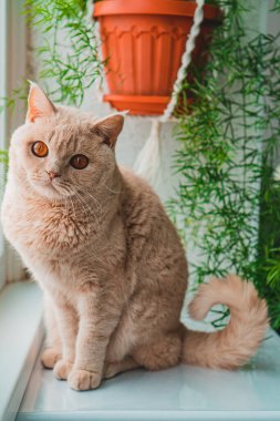 Açık renkli İngiliz kısa hava kedisi pencerenin yanında oturuyor