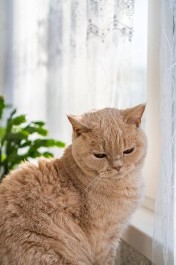 Açık renkli İngiliz kısa hava kedisi pencerenin yanında oturuyor