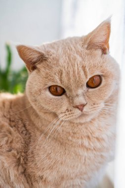 Açık renkli İngiliz kısa hava kedisi pencerenin yanında oturuyor