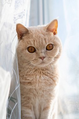 Açık renkli İngiliz kısa hava kedisi pencerenin yanında oturuyor