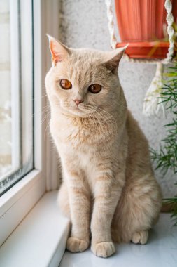 Açık renkli İngiliz kısa hava kedisi pencerenin yanında oturuyor