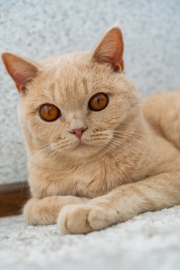 Açık renkli bir İngiliz Shorthair kedisi yerde yatıyor.