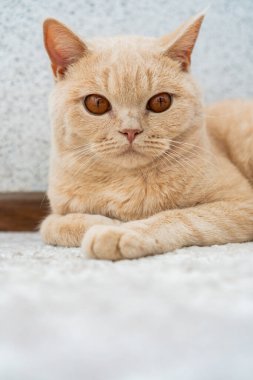 Açık renkli bir İngiliz Shorthair kedisi yerde yatıyor.