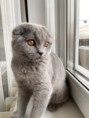 Camın üzerinde İngiliz kedi havası var.