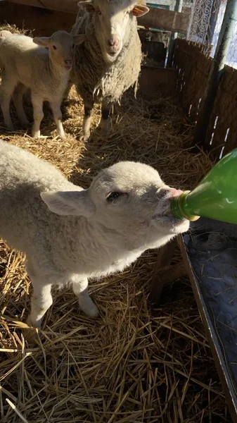 lamb fed with milk from a bottle