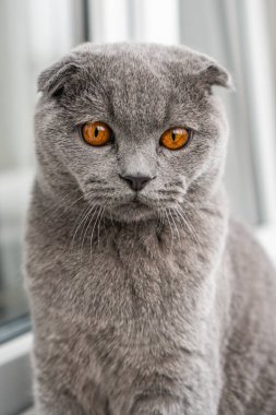 British Shorthair Fold cat of gray color sits on the window