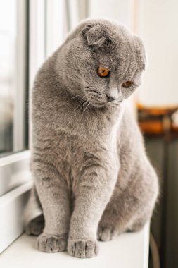 British Shorthair Fold cat of gray color sits on the window