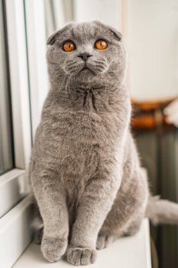 British Shorthair Fold cat of gray color sits on the window