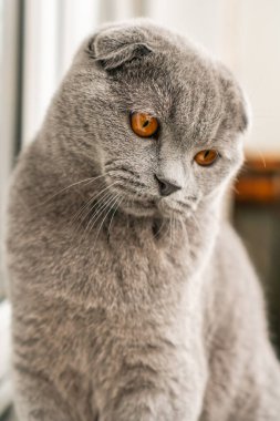 British Shorthair Fold cat of gray color sits on the window