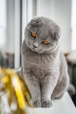 British Shorthair Fold cat of gray color sits on the window