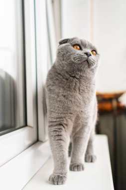 British Shorthair Fold cat of gray color sits on the window