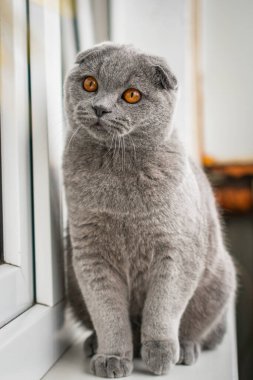 British Shorthair Fold cat of gray color sits on the window