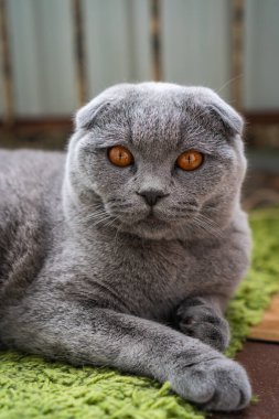 Kahverengi gözlü gri İngiliz kedisi yerde yatıyor.