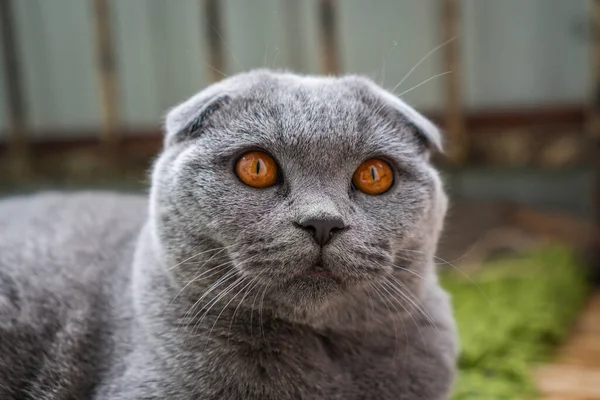 Cinza Britânico Dobra Gato Com Olhos Castanhos Encontra Chão — Fotografia de Stock