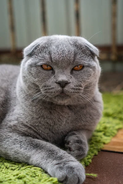 Gris Británico Plegable Gato Con Marrón Ojos Encuentra Suelo —  Fotos de Stock
