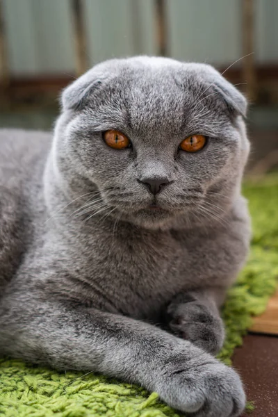 Cinza Britânico Dobra Gato Com Olhos Castanhos Encontra Chão — Fotografia de Stock