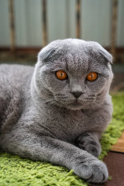 Šedá Britská Skládací Kočka Hnědýma Očima Leží Podlaze — Stock fotografie