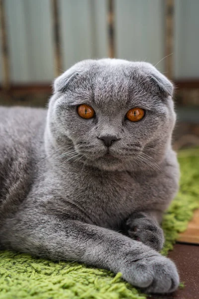 Cinza Britânico Dobra Gato Com Olhos Castanhos Encontra Chão — Fotografia de Stock