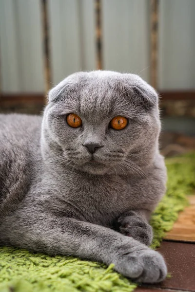 Cinza Britânico Dobra Gato Com Olhos Castanhos Encontra Chão — Fotografia de Stock