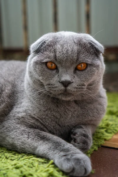 Gris Británico Plegable Gato Con Marrón Ojos Encuentra Suelo —  Fotos de Stock