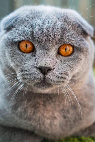 Gray British Fold Cat Brown Eyes Lies Floor — Stock Photo, Image