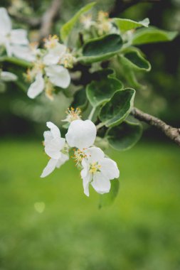 Bahçede çiçek açan bir elma ağacının dalı.