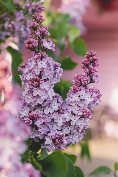 Una Rama Lilas Florecientes Jardín —  Fotos de Stock