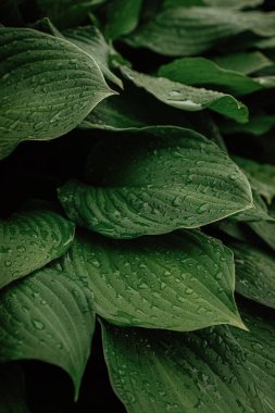 Bahçede yağmur damlaları olan yeşil yapraklar.