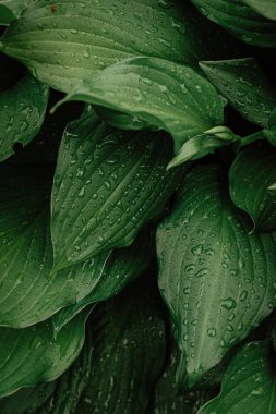 Bahçede yağmur damlaları olan yeşil yapraklar.