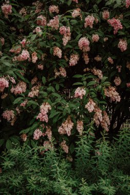 Ağaçta pembe leylak çiçekleri