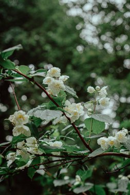 Yağmur damlalı yasemin çiçekleri