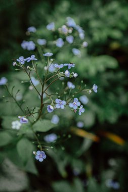 Bahçedeki mavi çiçekler yeşil çimlerin arasında