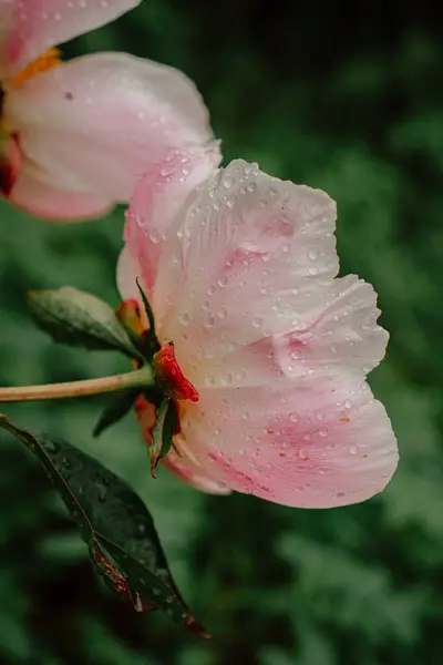 Cespuglio Verde Con Peonie Rosa Giardino — Foto Stock