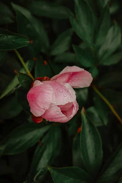 Arbusto Verde Con Peonías Rosadas Jardín —  Fotos de Stock