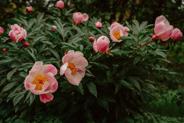 Πράσινο Θάμνο Ροζ Παιώνιες Στον Κήπο — Φωτογραφία Αρχείου